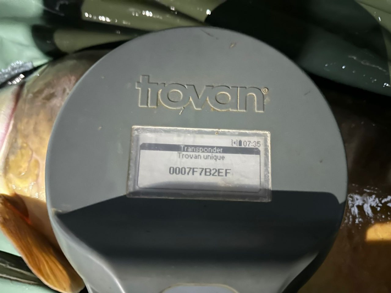Фото из чата